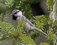 Mountain Chickadee